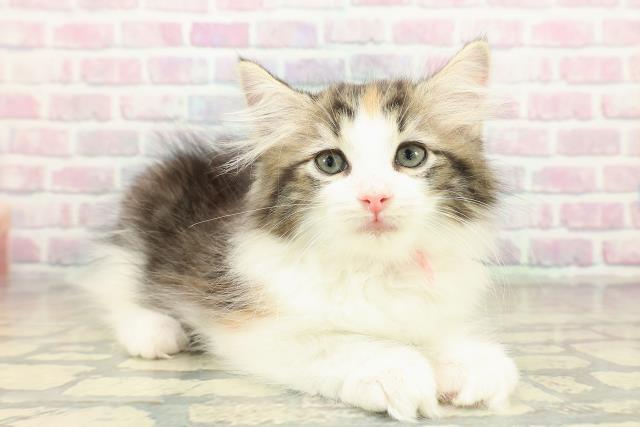 茨城県のノルウェージャンフォレストキャット (Coo&RIKU石岡店/2025年10月28日生まれ/女の子/ブラウンパッチドタビーホワイト)の子猫の3枚目の画像