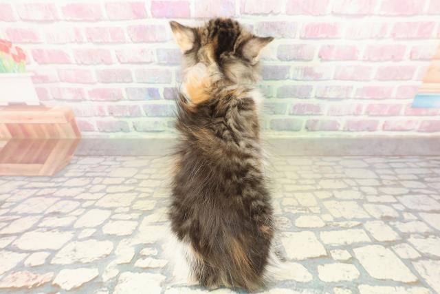 茨城県のノルウェージャンフォレストキャット (Coo&RIKU石岡店/2025年10月28日生まれ/女の子/ブラウンパッチドタビーホワイト)の子猫の4枚目の画像