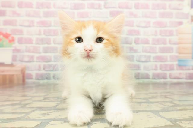 神奈川県のノルウェージャンフォレストキャット (Coo&RIKU横須賀店/2025年10月28日生まれ/男の子/レッドタビーホワイト)の子猫の1枚目の画像