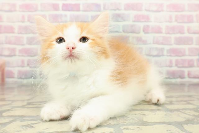 神奈川県のノルウェージャンフォレストキャット (Coo&RIKU横須賀店/2025年10月28日生まれ/男の子/レッドタビーホワイト)の子猫の2枚目の画像