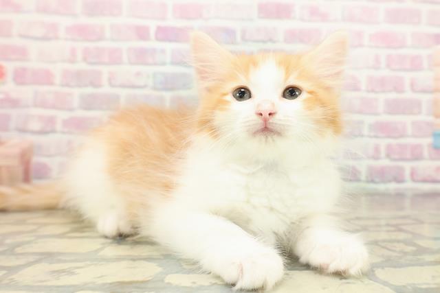 神奈川県のノルウェージャンフォレストキャット (Coo&RIKU横須賀店/2025年10月28日生まれ/男の子/レッドタビーホワイト)の子猫の3枚目の画像