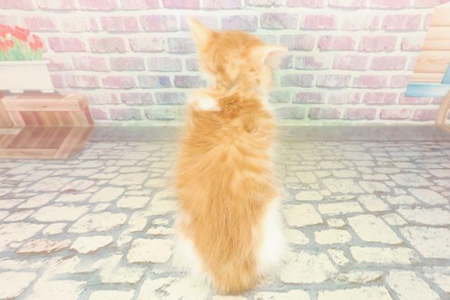 神奈川県のノルウェージャンフォレストキャット (Coo&RIKU横須賀店/2025年10月28日生まれ/男の子/レッドタビーホワイト)の子猫の4枚目の画像