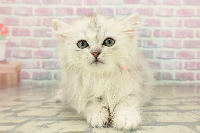 東京都のミヌエット (Coo&RIKU浅草店/2025年10月27日生まれ/女の子/シルバータビー)の子猫の1枚目の画像