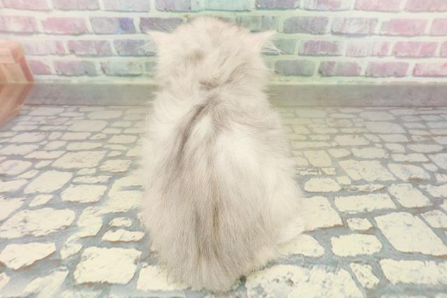 東京都のミヌエット (Coo&RIKU浅草店/2025年10月27日生まれ/女の子/シルバータビー)の子猫の4枚目の画像