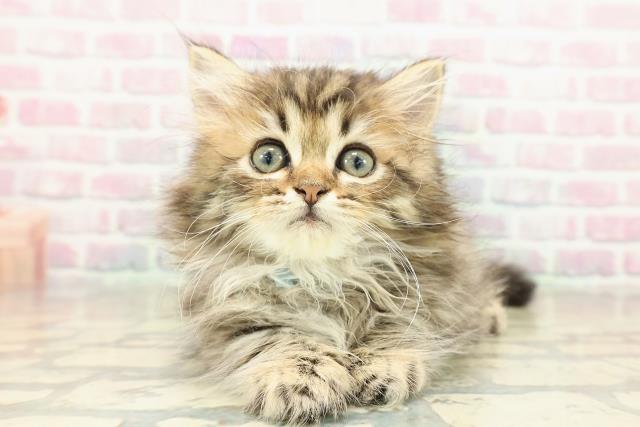 東京都のミヌエット (Coo&RIKU武蔵小山店/2025年10月27日生まれ/男の子/ブラウンタビー)の子猫の1枚目の画像