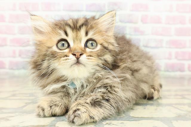 東京都のミヌエット (Coo&RIKU武蔵小山店/2025年10月27日生まれ/男の子/ブラウンタビー)の子猫の2枚目の画像