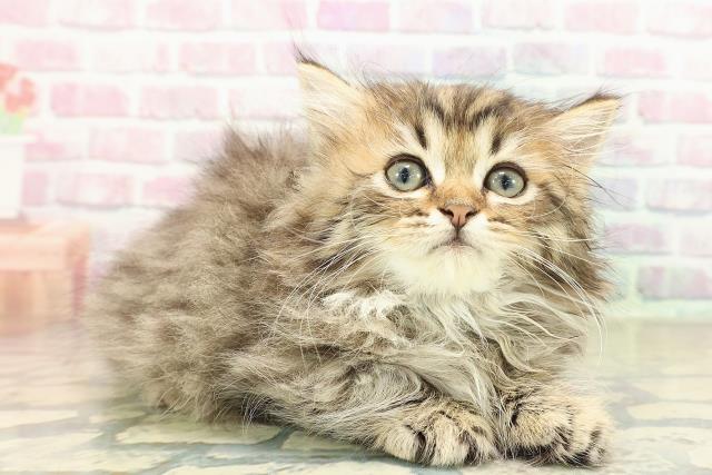 東京都のミヌエット (Coo&RIKU武蔵小山店/2025年10月27日生まれ/男の子/ブラウンタビー)の子猫の3枚目の画像