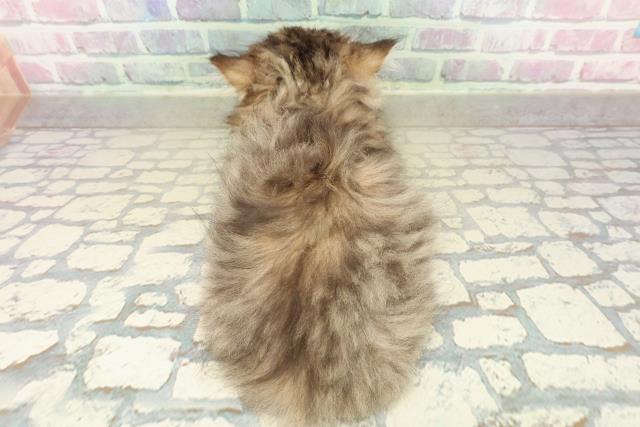 東京都のミヌエット (Coo&RIKU武蔵小山店/2025年10月27日生まれ/男の子/ブラウンタビー)の子猫の4枚目の画像