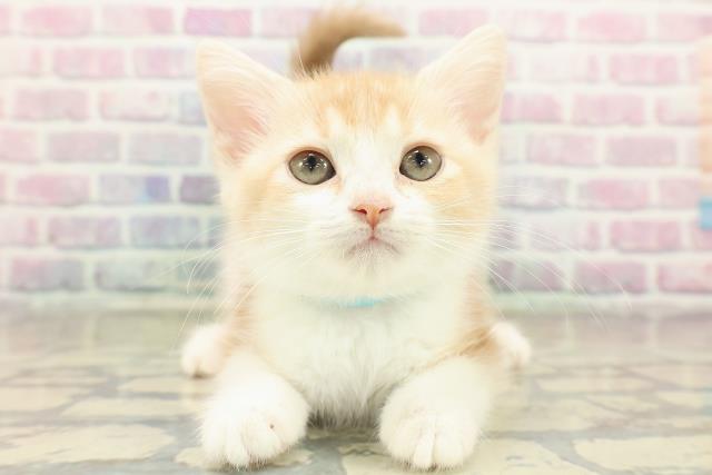 東京都のスコティッシュフォールド (Coo&RIKU板橋店/2025年10月7日生まれ/男の子/クリームタビーホワイト)の子猫の1枚目の画像