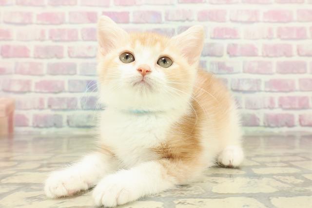 東京都のスコティッシュフォールド (Coo&RIKU板橋店/2025年10月7日生まれ/男の子/クリームタビーホワイト)の子猫の2枚目の画像