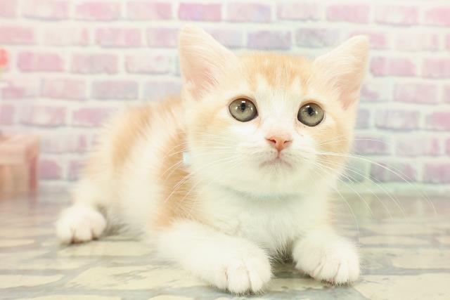 東京都のスコティッシュフォールド (Coo&RIKU板橋店/2025年10月7日生まれ/男の子/クリームタビーホワイト)の子猫の3枚目の画像