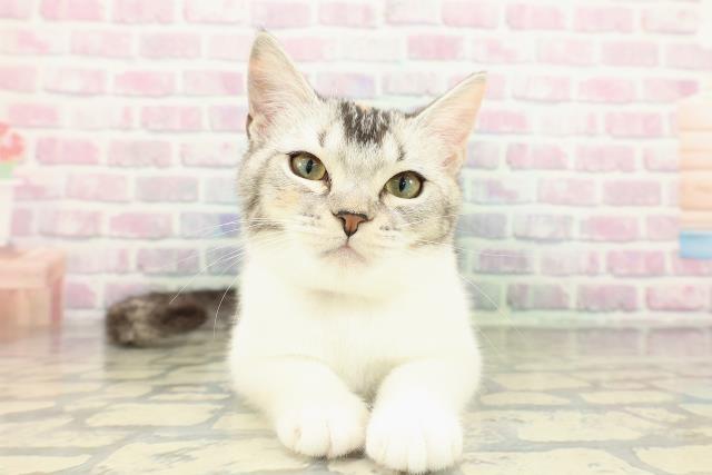 千葉県のスコティッシュフォールド (Coo&RIKU東船橋店/2025年10月7日生まれ/女の子/キャリコ)の子猫の1枚目の画像