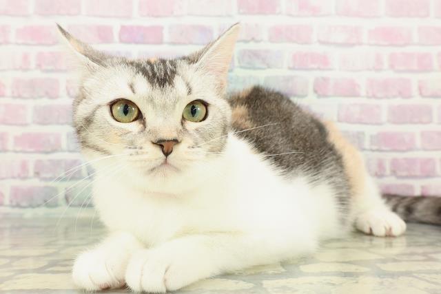 千葉県のスコティッシュフォールド (Coo&RIKU東船橋店/2025年10月7日生まれ/女の子/キャリコ)の子猫の2枚目の画像