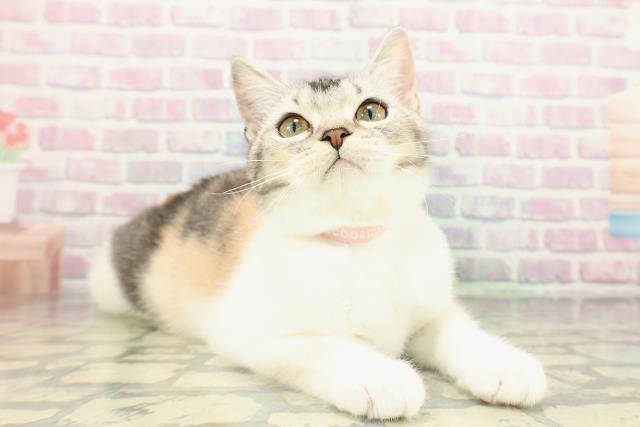 千葉県のスコティッシュフォールド (Coo&RIKU東船橋店/2025年10月7日生まれ/女の子/キャリコ)の子猫の3枚目の画像