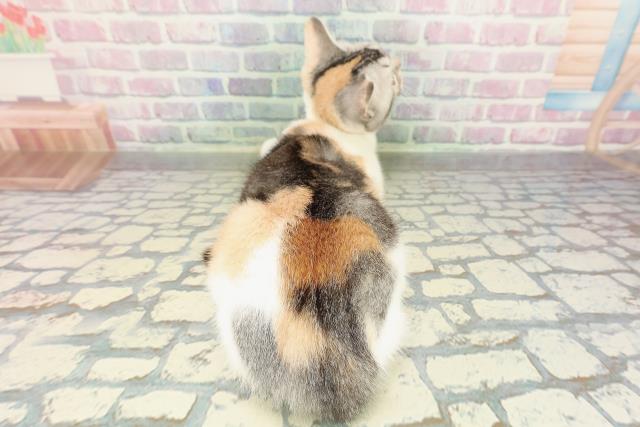 千葉県のスコティッシュフォールド (Coo&RIKU東船橋店/2025年10月7日生まれ/女の子/キャリコ)の子猫の4枚目の画像