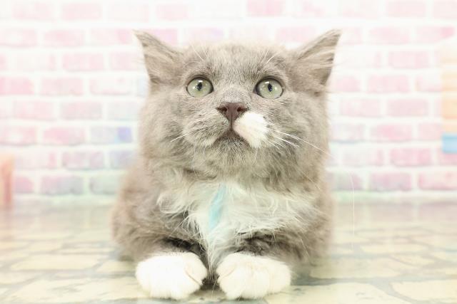 埼玉県のラガマフィン (Coo&RIKU桶川店/2025年9月19日生まれ/男の子/ブルーホワイト)の子猫の1枚目の画像