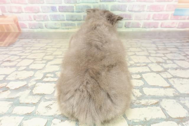 埼玉県のラガマフィン (Coo&RIKU桶川店/2025年9月19日生まれ/男の子/ブルーホワイト)の子猫の4枚目の画像