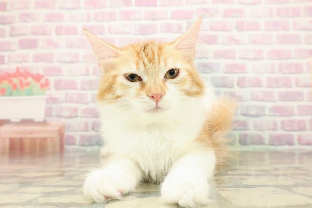 神奈川県のノルウェージャンフォレストキャット (Coo&RIKU横浜港南台店/2025年8月7日生まれ/女の子/レッドタビーホワイト)の子猫の1枚目の画像