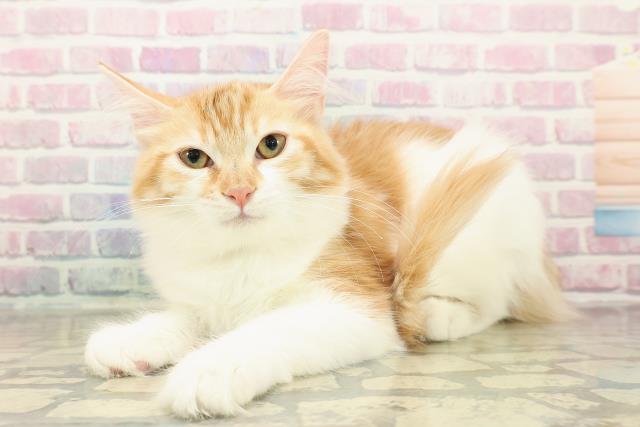 神奈川県のノルウェージャンフォレストキャット (Coo&RIKU横浜港南台店/2025年8月7日生まれ/女の子/レッドタビーホワイト)の子猫の2枚目の画像