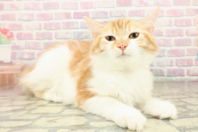 神奈川県のノルウェージャンフォレストキャット (Coo&RIKU横浜港南台店/2025年8月7日生まれ/女の子/レッドタビーホワイト)の子猫の3枚目の画像