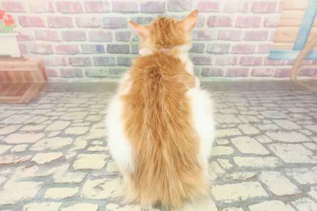 神奈川県のノルウェージャンフォレストキャット (Coo&RIKU横浜港南台店/2025年8月7日生まれ/女の子/レッドタビーホワイト)の子猫の4枚目の画像