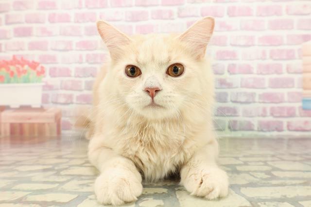 神奈川県のサイベリアン (Coo&RIKUパウ川崎店/2025年5月29日生まれ/男の子/クリームタビー)の子猫の1枚目の画像