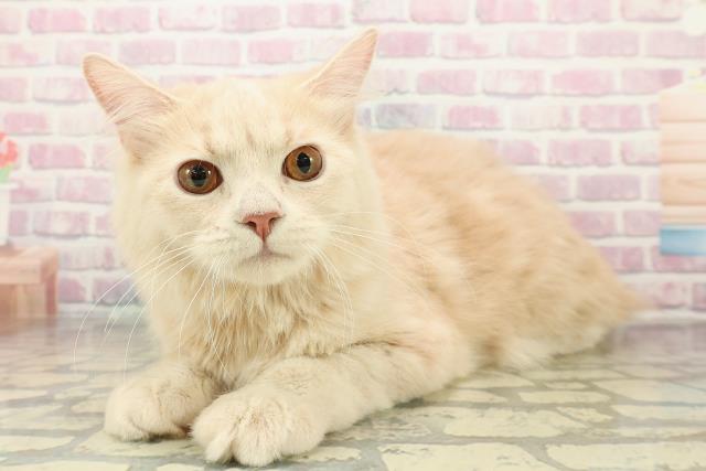 神奈川県のサイベリアン (Coo&RIKUパウ川崎店/2025年5月29日生まれ/男の子/クリームタビー)の子猫の2枚目の画像