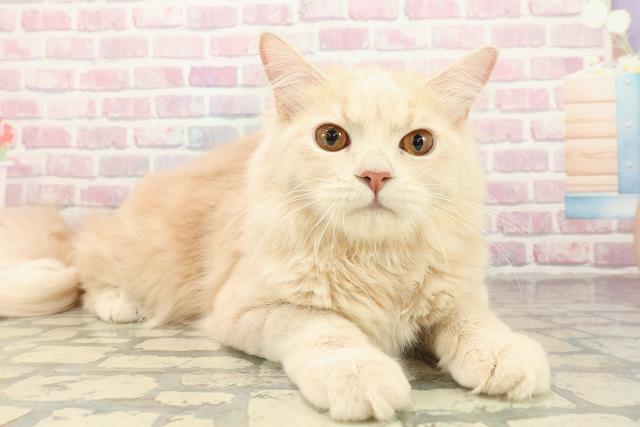 神奈川県のサイベリアン (Coo&RIKUパウ川崎店/2025年5月29日生まれ/男の子/クリームタビー)の子猫の3枚目の画像