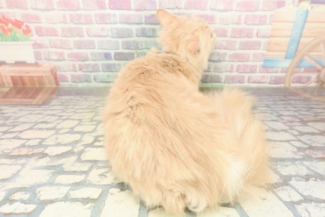 神奈川県のサイベリアン (Coo&RIKUパウ川崎店/2025年5月29日生まれ/男の子/クリームタビー)の子猫の4枚目の画像