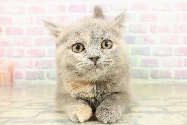 神奈川県のスコティッシュフォールド (Coo&RIKUパウ川崎店/2025年9月24日生まれ/女の子/ブルークリーム)の子猫の1枚目の画像