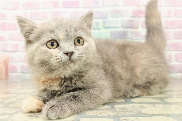 神奈川県のスコティッシュフォールド (Coo&RIKUパウ川崎店/2025年9月24日生まれ/女の子/ブルークリーム)の子猫の2枚目の画像