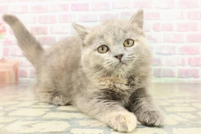 神奈川県のスコティッシュフォールド (Coo&RIKUパウ川崎店/2025年9月24日生まれ/女の子/ブルークリーム)の子猫の3枚目の画像
