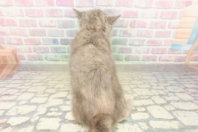 神奈川県のスコティッシュフォールド (Coo&RIKUパウ川崎店/2025年9月24日生まれ/女の子/ブルークリーム)の子猫の4枚目の画像