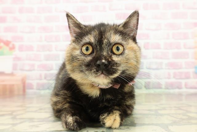 埼玉県のマンチカン (Coo&RIKUアニマルケアセンター大宮/2025年9月2日生まれ/女の子/トーティー)の子猫の1枚目の画像