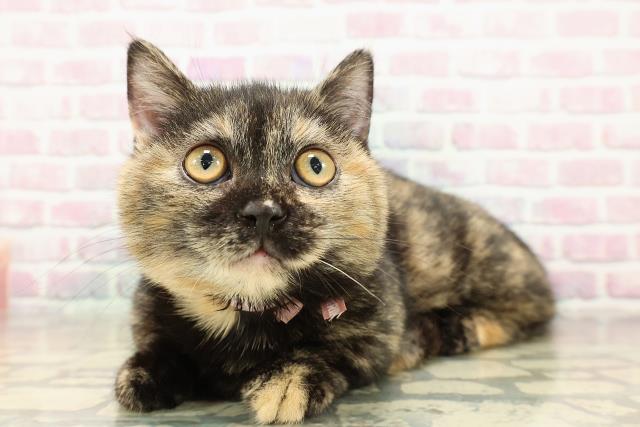 埼玉県のマンチカン (Coo&RIKUアニマルケアセンター大宮/2025年9月2日生まれ/女の子/トーティー)の子猫の2枚目の画像