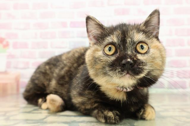 埼玉県のマンチカン (Coo&RIKUアニマルケアセンター大宮/2025年9月2日生まれ/女の子/トーティー)の子猫の3枚目の画像