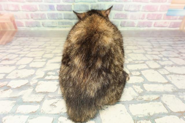 埼玉県のマンチカン (Coo&RIKUアニマルケアセンター大宮/2025年9月2日生まれ/女の子/トーティー)の子猫の4枚目の画像