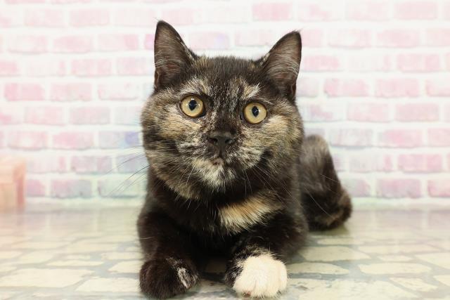 栃木県のマンチカン (Coo&RIKU足利店/2025年9月2日生まれ/女の子/トーティー)の子猫の1枚目の画像