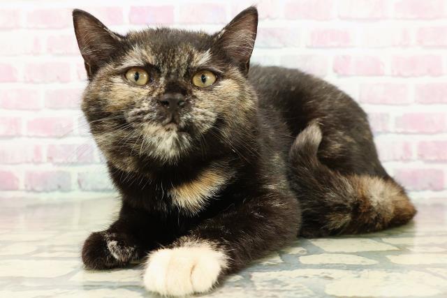 栃木県のマンチカン (Coo&RIKU足利店/2025年9月2日生まれ/女の子/トーティー)の子猫の2枚目の画像