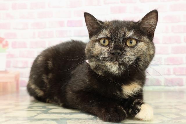 栃木県のマンチカン (Coo&RIKU足利店/2025年9月2日生まれ/女の子/トーティー)の子猫の3枚目の画像