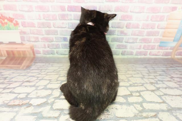 栃木県のマンチカン (Coo&RIKU足利店/2025年9月2日生まれ/女の子/トーティー)の子猫の4枚目の画像