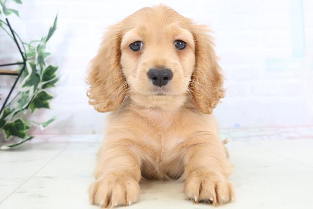 沖縄県のカニンヘンダックスフンド(ロング) (Coo&RIKUイオン北谷店/2025年10月28日生まれ/男の子/ゴールド)の子犬の1枚目の画像