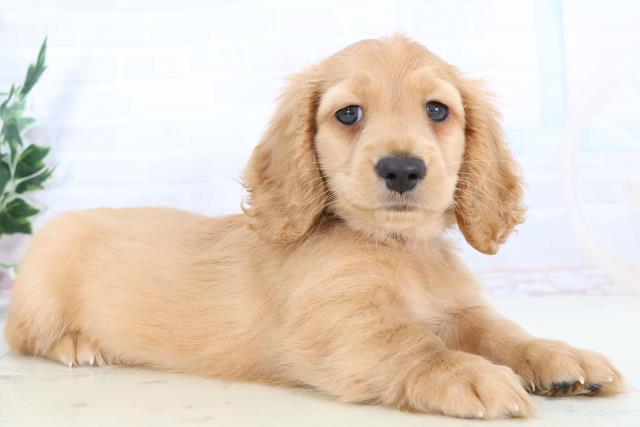 沖縄県のカニンヘンダックスフンド(ロング) (Coo&RIKUイオン北谷店/2025年10月28日生まれ/男の子/ゴールド)の子犬の2枚目の画像