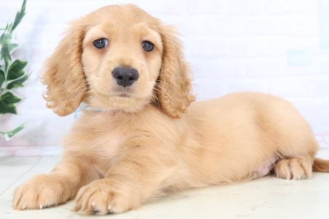 沖縄県のカニンヘンダックスフンド(ロング) (Coo&RIKUイオン北谷店/2025年10月28日生まれ/男の子/ゴールド)の子犬の3枚目の画像