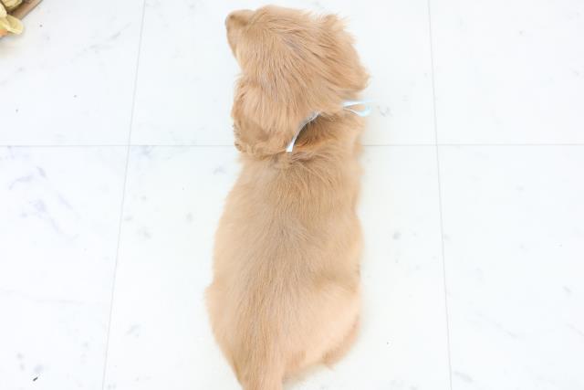 沖縄県のカニンヘンダックスフンド(ロング) (Coo&RIKUイオン北谷店/2025年10月28日生まれ/男の子/ゴールド)の子犬の4枚目の画像