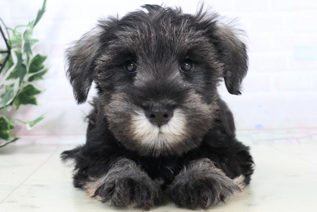 ミニチュア・シュナウザー