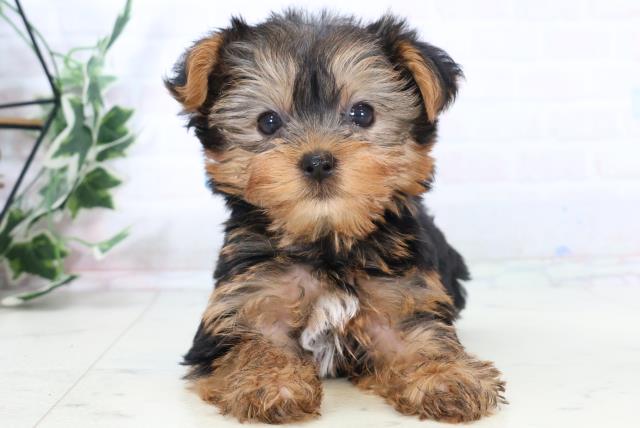 鹿児島県のヨークシャーテリア (Coo&RIKU鹿屋店/2025年10月26日生まれ/男の子/スチールブルータン)の子犬