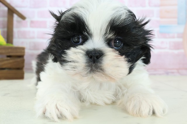 沖縄県のシーズー (Coo&RIKUイオン北谷店/2025年10月27日生まれ/男の子/ゴールドホワイト)の子犬の1枚目の画像