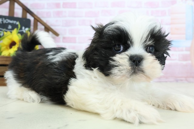 沖縄県のシーズー (Coo&RIKUイオン北谷店/2025年10月27日生まれ/男の子/ゴールドホワイト)の子犬の2枚目の画像