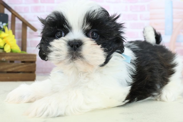 沖縄県のシーズー (Coo&RIKUイオン北谷店/2025年10月27日生まれ/男の子/ゴールドホワイト)の子犬の3枚目の画像